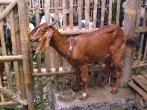Jenis-Jenis Ternak Kambing Yang ada di Indonesia